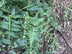 Pityrogramma calomelanos aureoflava