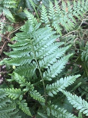 Pityrogramma calomelanos aureoflava