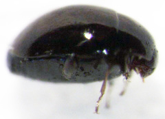 Corylophidae