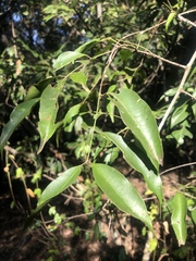Salacia leptoclada
