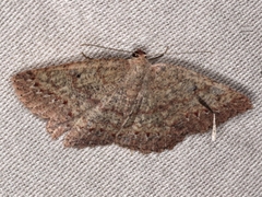 Casbia melanops