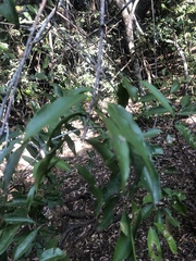 Salacia leptoclada
