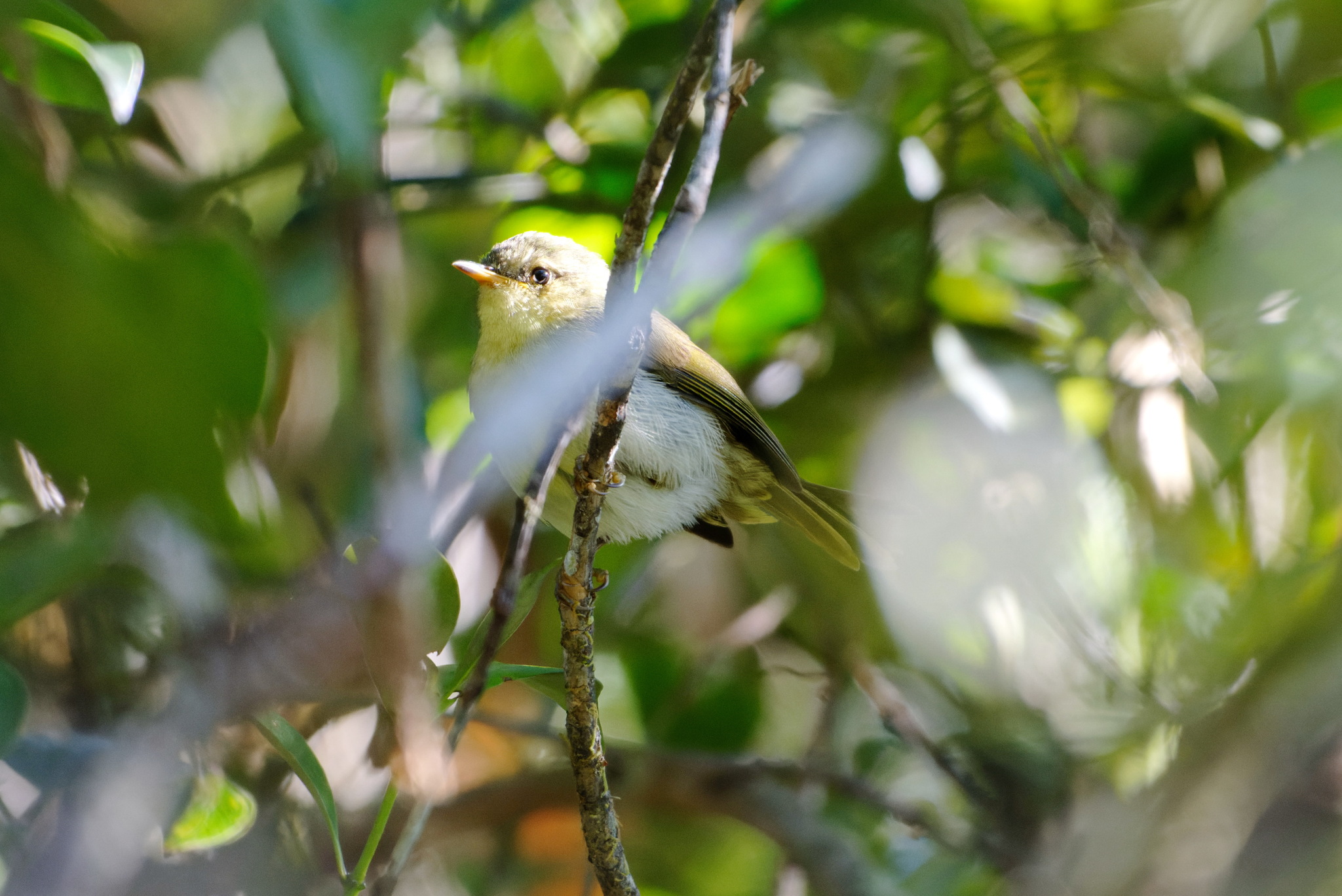 Cryptic Warbler (Cryptosylvicola randrianasoloi), photo 2