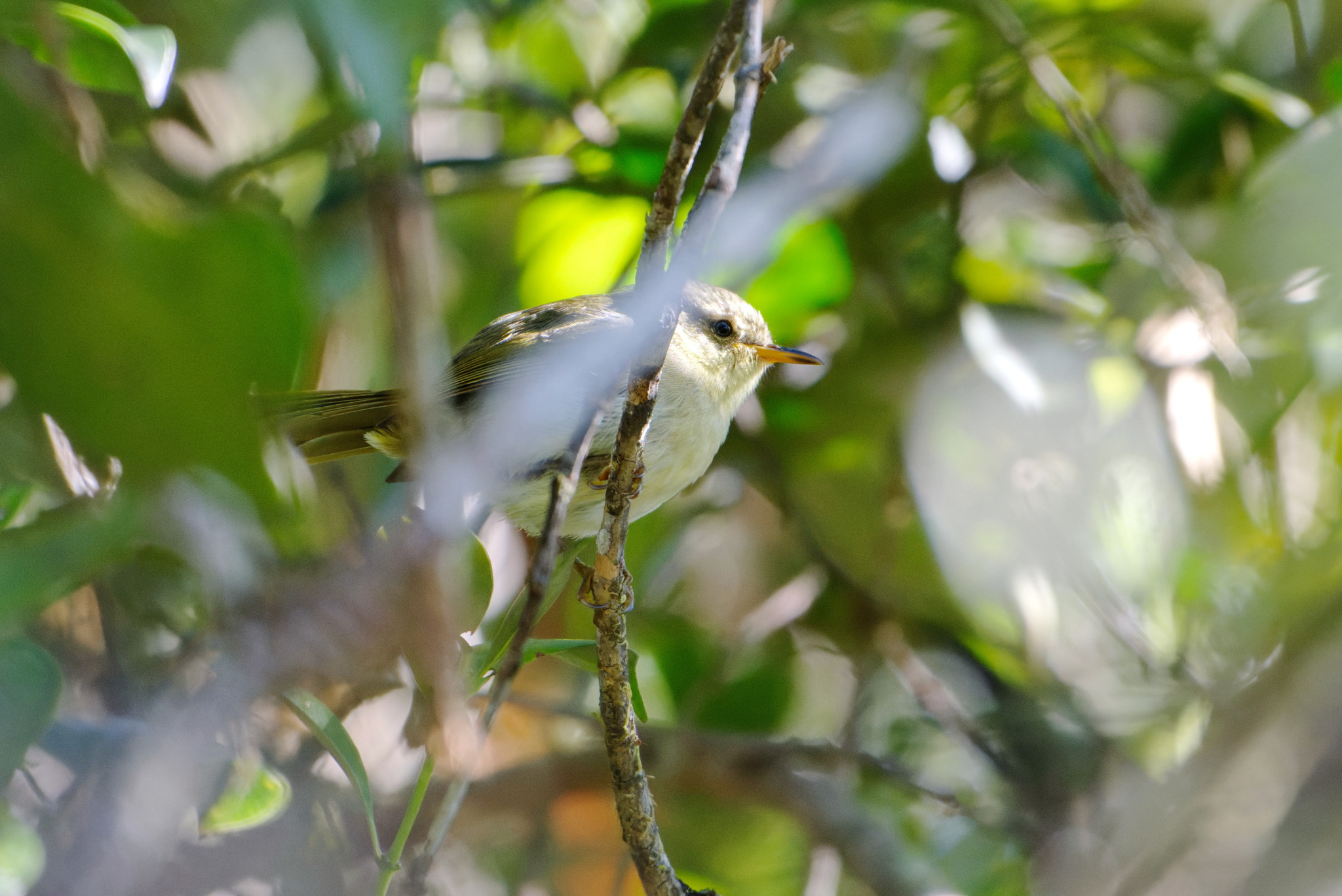Cryptic Warbler (Cryptosylvicola randrianasoloi), photo 1