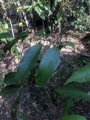 Salacia leptoclada