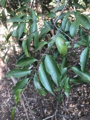 Salacia leptoclada