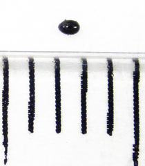Corylophidae