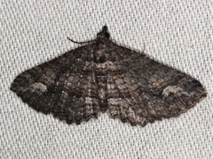 Eucymatoge scotodes