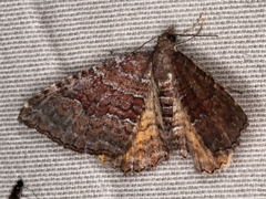 Chrysolarentia bichromata