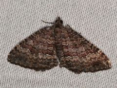 Chrysolarentia bichromata