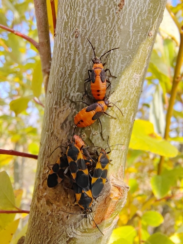 Large Milkweed Bug photographed in California