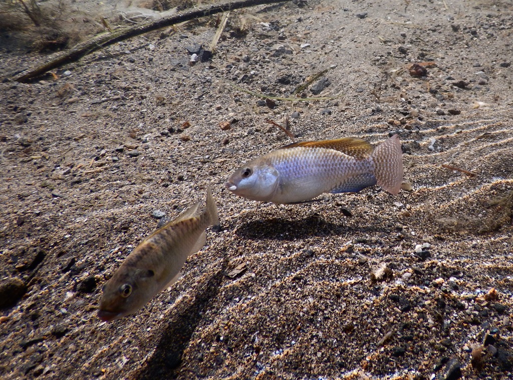 Soda cichlid (Alcolapia alcalica) — Cichlidae