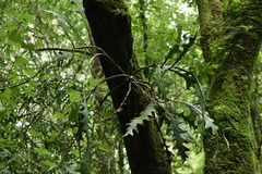 Disocactus anguliger