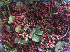 Zanthoxylum simulans