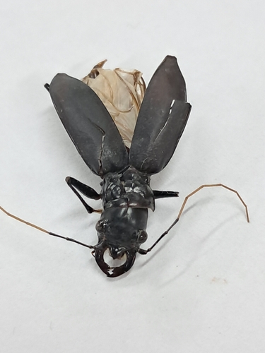 Oxycheila opacipennis
