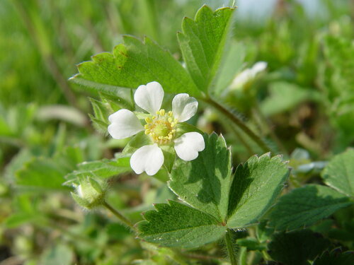 Barren Strawberry