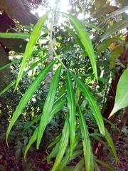 Costus stenophyllus