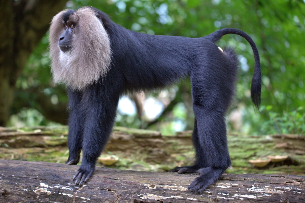 Lion-tailed Macaque (Macaca silenus)