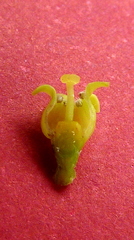 Schoepfia brasiliensis