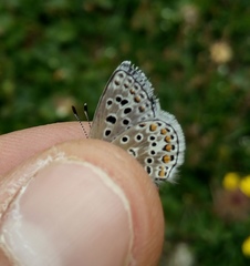 Polyommatus eros