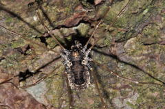 Platybunus pinetorum