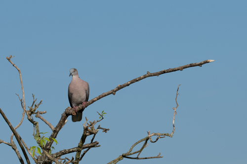 Mourning Collared Dove