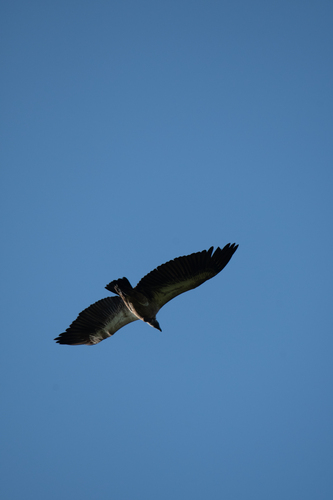 White-backed Vulture