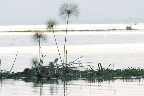 Papyrus sedge