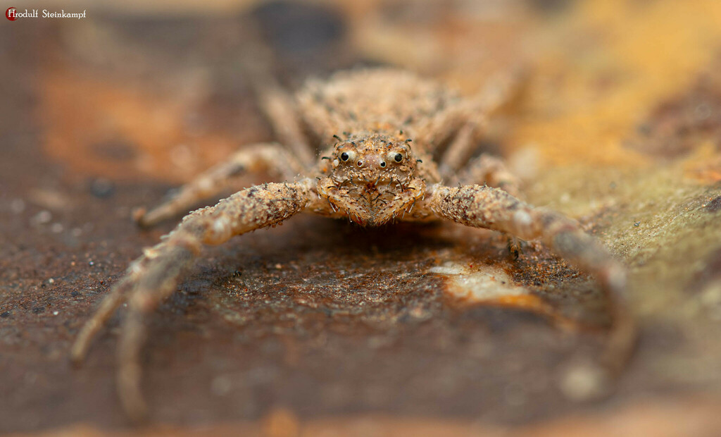 Heriaeus allenjonesi