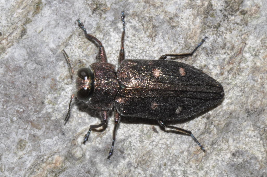 Gold Pit Oak Splendour Beetle