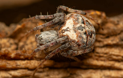 Common Hairy Field Spider, New Holme & Mieliefonten Guest Farm, Hanover, Hanover Road, 7005, South Africa, photo 8 of 10