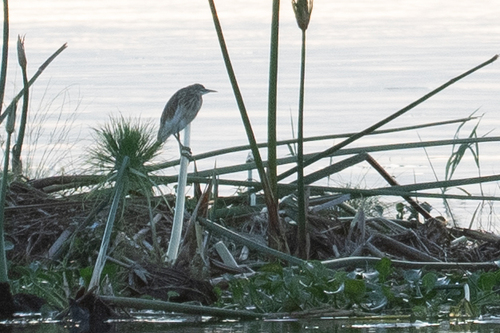 Squacco Heron