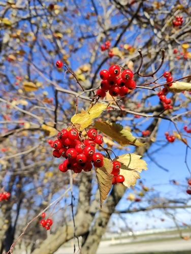 Image of Crataegus phaenopyrum by (c) Ansil B.R., some rights reserved (CC BY)