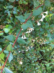 Abelia × grandiflora
