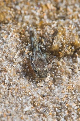 Platycephalidae