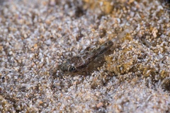Platycephalidae