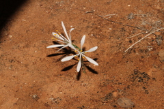 Hannonia hesperidum (Hannonia hesperidum)