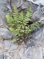 Myriopteris fendleri