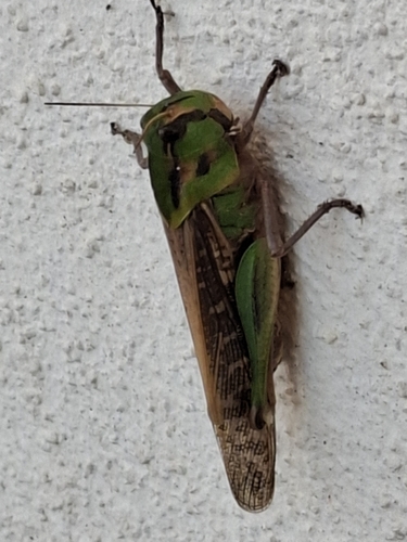 Migratory locust