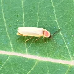 Photinus marginellus