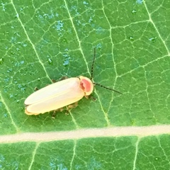 Photinus marginellus