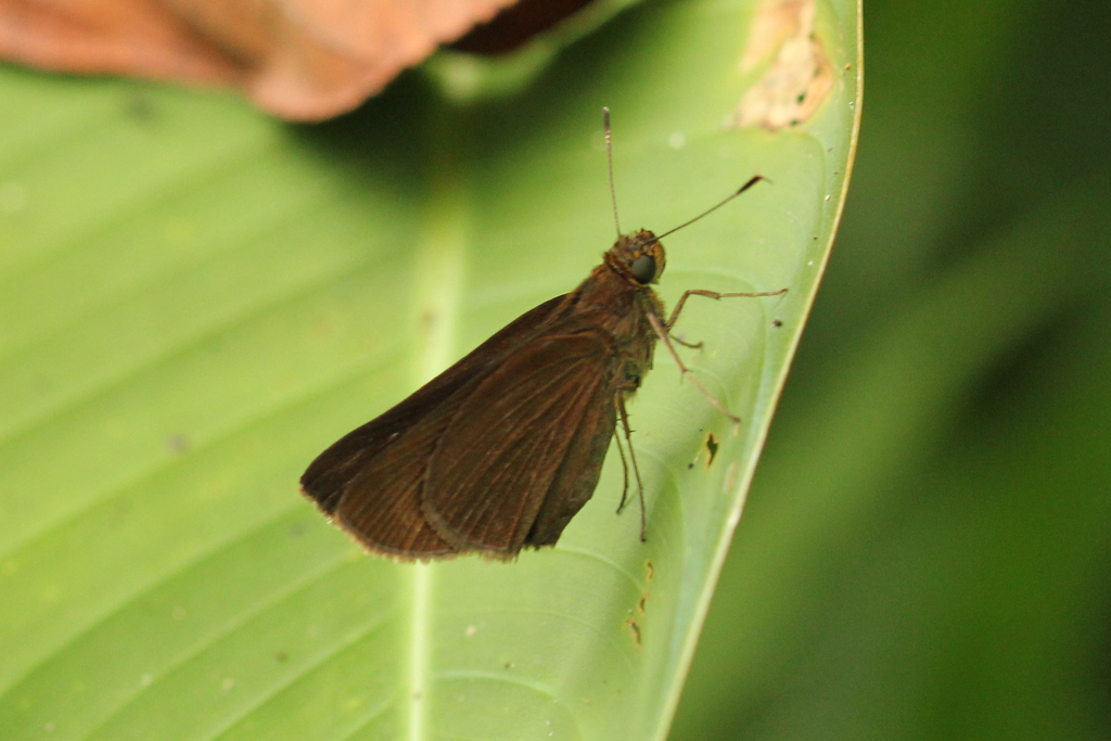 Megalops Skipper
