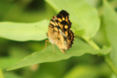 Anthanassa drusilla