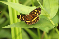 Anthanassa drusilla