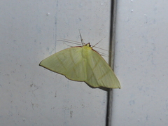 Ourapteryx incaudata