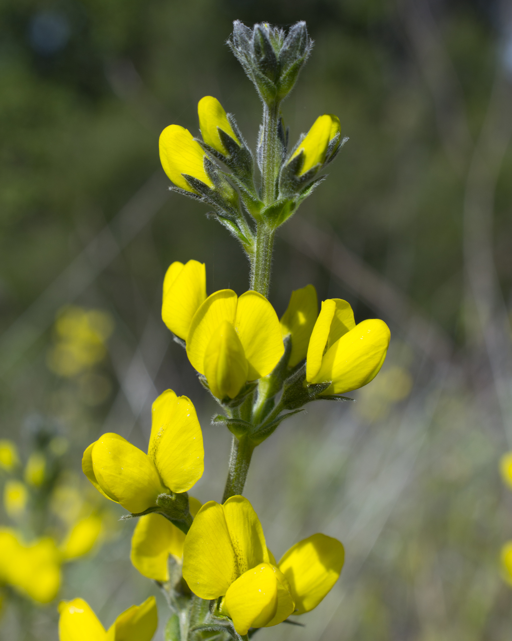 Thermopsis californica var. californica