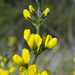 Thermopsis californica californica - Photo (c) Jeb Bjerke, algunos derechos reservados (CC BY-NC)