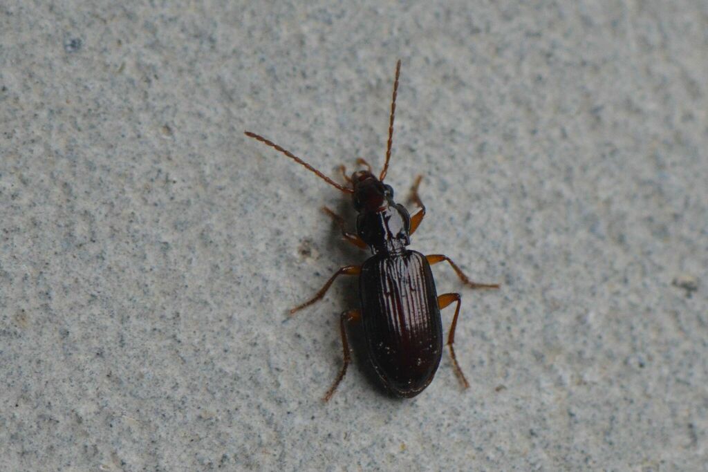 Sinechostictus inustus