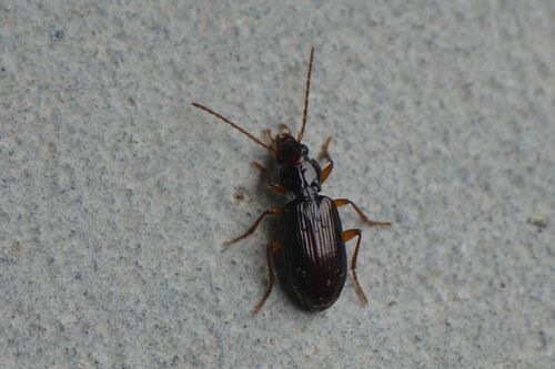 Sinechostictus inustus