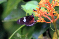 Heliconius doris viridis